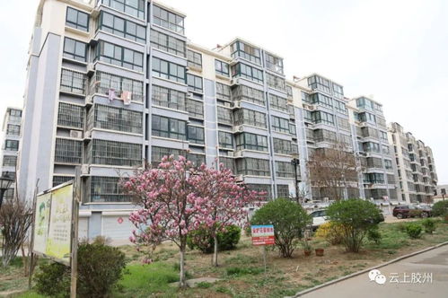 社区来了个好书记 老旧小区蝶变记