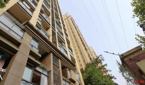 小区内天降乌龟砸伤女子头部 警方已介入调查 图